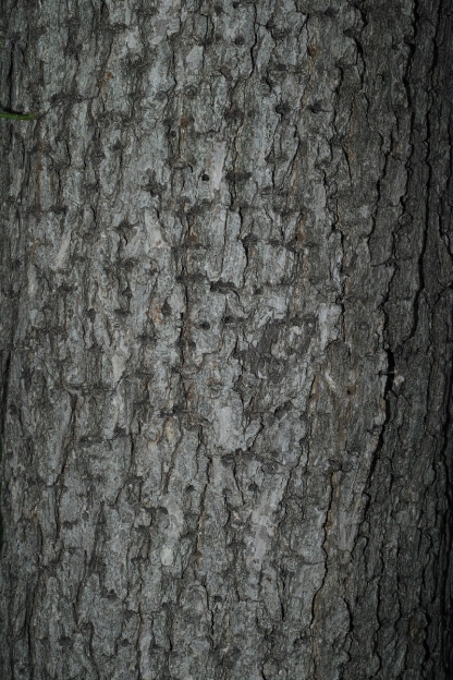 http://www.ischoi.com/files/gimgs/th-38_DP2M0854_1200.jpg