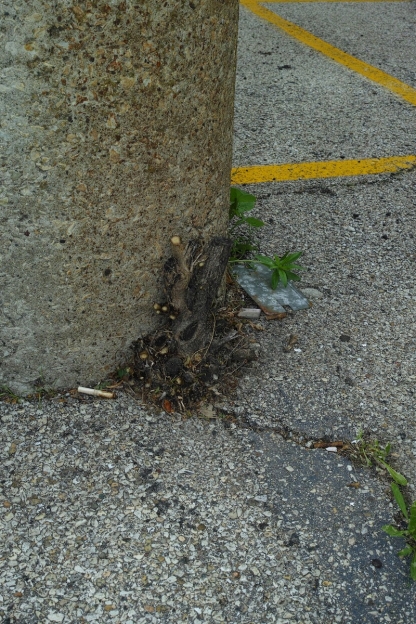 http://www.ischoi.com/files/gimgs/th-38_DP2M0788_1200.jpg