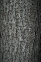 http://www.ischoi.com/files/dimgs/thumb_0x200_2_38_253.jpg