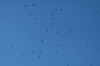 http://www.ischoi.com/files/dimgs/thumb_0x200_2_47_355.jpg