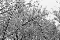http://www.ischoi.com/files/gimgs/th-14_20140402-000150400013.jpg