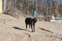 http://www.ischoi.com/files/gimgs/th-14_normalkorea_12_1000.jpg