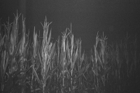 http://www.ischoi.com/files/gimgs/th-27_000516780016_resize.jpg