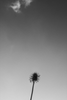 http://www.ischoi.com/files/gimgs/th-55_DSCF5657.jpg