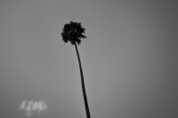 http://www.ischoi.com/files/gimgs/th-55_P1150739.jpg