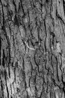http://www.ischoi.com/files/gimgs/th-55_TreeStudy_17.jpg