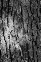 http://www.ischoi.com/files/gimgs/th-55_TreeStudy_18.jpg