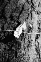 http://www.ischoi.com/files/gimgs/th-55_TreeStudy_21.jpg