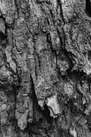http://www.ischoi.com/files/gimgs/th-55_TreeStudy_24.jpg