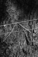 http://www.ischoi.com/files/gimgs/th-55_TreeStudy_25.jpg