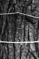 http://www.ischoi.com/files/gimgs/th-55_TreeStudy_27.jpg