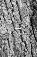 http://www.ischoi.com/files/gimgs/th-55_TreeStudy_30.jpg