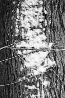 http://www.ischoi.com/files/gimgs/th-55_TreeStudy_33.jpg