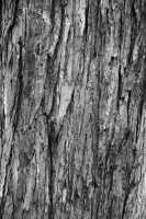 http://www.ischoi.com/files/gimgs/th-55_TreeStudy_36.jpg